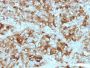 Chromogranin A(CGA414 + CGA/777 + CGA/798), CF647 conjugate, 0.1mg/mL