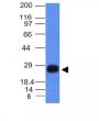 HLA-DRB(HLA-DRB/1067), CF647 conjugate, 0.1mg/mL