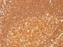 HLA-DRB(HLA-DRB/1067), CF647 conjugate, 0.1mg/mL