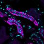 Ksp-Cadherin / CDH16(CDH16/1071), CF647 conjugate, 0.1mg/mL