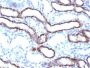 Ksp-Cadherin / CDH16(CDH16/1071), CF647 conjugate, 0.1mg/mL