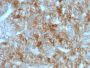 Ksp-Cadherin / CDH16(CDH16/1071), CF647 conjugate, 0.1mg/mL
