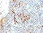 MHC II (HLA-DRA)(19-26.1), CF647 conjugate, 0.1mg/mL