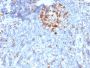 Cdk1 / p34cdc2 Serine-Threonine Kinase(A17.1.1), CF647 conjugate, 0.1mg/mL