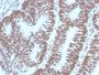 PAX2 (Renal Cell & Ovarian Carcinoma Marker) (PAX2/1104), CF647 conjugate, 0.1mg/mL