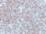 MHC II (HLA-DP) (beta chain)(Bra-14), CF647 conjugate, 0.1mg/mL