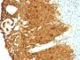 Cytokeratin 19(KRT19/799 + KRT19/800), CF647 conjugate, 0.1mg/mL