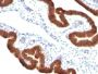Cytokeratin 19(KRT19/799 + KRT19/800), CF647 conjugate, 0.1mg/mL