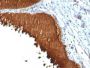 Cytokeratin 19(KRT19/799 + KRT19/800), CF647 conjugate, 0.1mg/mL