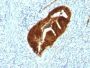 Cytokeratin 19(KRT19/799 + KRT19/800), CF647 conjugate, 0.1mg/mL