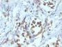PAX6(PAX6/1166), CF647 conjugate, 0.1mg/mL