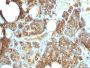 PTH / Parathyroid Hormone (N-Terminal)(PTH/1173), CF647 conjugate, 0.1mg/mL