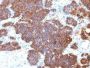 PTH / Parathyroid Hormone (N-Terminal)(PTH/1173), CF647 conjugate, 0.1mg/mL