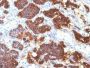 PTH / Parathyroid Hormone (N-Terminal)(PTH/1175), CF647 conjugate, 0.1mg/mL