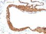 Smooth Muscle Actin(ACTA2/791 +1A4), CF647 conjugate, 0.1mg/mL