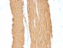 Smooth Muscle Actin(ACTA2/791 +1A4), CF647 conjugate, 0.1mg/mL