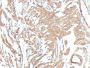 Smooth Muscle Actin(ACTA2/791 +1A4), CF647 conjugate, 0.1mg/mL