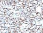 Smooth Muscle Actin(ACTA2/791 +1A4), CF647 conjugate, 0.1mg/mL
