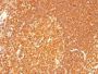 HLA-DRB(LN-3 + HLA-DRB/1067), CF647 conjugate, 0.1mg/mL