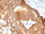 Cytokeratin 8(B22.1), CF647 conjugate, 0.1mg/mL
