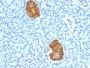 Insulin(E2-E3 + 2D11-H5), CF647 conjugate, 0.1mg/mL