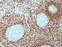 bcl-2(100/D5 + 124), CF647 conjugate, 0.1mg/mL