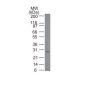 bcl-2(100/D5 + 124), CF647 conjugate, 0.1mg/mL