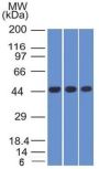 Napsin-A(NAPSA/1238), CF647 conjugate, 0.1mg/mL