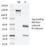 Napsin-A(NAPSA/1238), CF647 conjugate, 0.1mg/mL