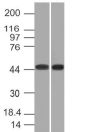Napsin-A(NAPSA/1239), CF647 conjugate, 0.1mg/mL