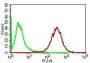 Adipophilin / Perilipin-2 (Marker of Obesity) (ADFP/1365), CF647 conjugate, 0.1mg/mL