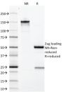 Growth Hormone (Pituitary Marker) (GH/1371), CF647 conjugate, 0.1mg/mL