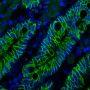 Ep-CAM / CD326 (Extracellular Domain) (Epithelial Marker) (EGP40/1372), CF647 conjugate, 0.1mg/mL