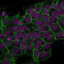 Ep-CAM / CD326 (Extracellular Domain) (Epithelial Marker) (EGP40/1372), CF647 conjugate, 0.1mg/mL