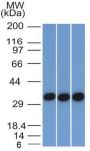Ep-CAM / CD326 (Extracellular Domain) (Epithelial Marker) (EGP40/1372), CF647 conjugate, 0.1mg/mL