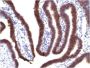 Ep-CAM / CD326 (Extracellular Domain) (Epithelial Marker) (EGP40/1373), CF647 conjugate, 0.1mg/mL