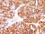MART-1 / Melan-A / MLANA (Melanoma Marker) (MLANA/1409R), CF647 conjugate, 0.1mg/mL