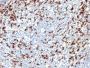 PDCD1 / PD1 / CD279 (Programmed Cell Death 1), CF647 conjugate, 0.1mg/mL