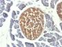 NSE gamma (Neuron Specific Enolase, gamma) (Neuroendocrine Marker) (ENO2/1462), CF647 conjugate, 0.1mg/mL
