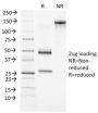 BRCA1 (Breast Marker) (BRCA1/1472), CF647 conjugate, 0.1mg/mL