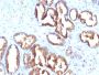 Prostate Specific Acid Phosphatase (PSAP)(PASE/4LJ), CF647 conjugate, 0.1mg/mL