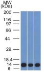 S100A4 (Marker of Tumor Metastasis) (S100A4/1481), CF647 conjugate, 0.1mg/mL
