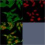 S100A4 (Marker of Tumor Metastasis) (S100A4/1481), CF647 conjugate, 0.1mg/mL
