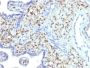 S100A4 (Marker of Tumor Metastasis) (S100A4/1481), CF647 conjugate, 0.1mg/mL