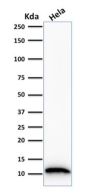 S100A4 (Marker of Tumor Metastasis) (S100A4/1481), CF647 conjugate, 0.1mg/mL