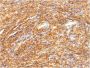 DOG-1 / TMEM16A (Gastrointestinal Stromal Tumor Marker) (DG1/1484), CF647 conjugate, 0.1mg/mL
