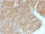 DOG-1 / TMEM16A (Gastrointestinal Stromal Tumor Marker) (DG1/1486), CF647 conjugate, 0.1mg/mL