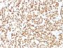 PAX8 (Renal Cell Marker) (PAX8/1491), CF647 conjugate, 0.1mg/mL