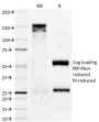 PAX8 (Renal Cell Marker) (PAX8/1491), CF647 conjugate, 0.1mg/mL
