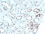 PAX8 (Renal Cell Marker) (PAX8/1492), CF647 conjugate, 0.1mg/mL